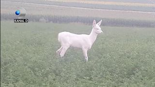 VIDEO | Imagini inedite, cu o caprioar&atilde; alb&atilde;, starnesc un adevarat val de euforie pe internet!