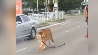 Un tigru a scăpat din mașina proprietarului și a &icirc;nceput să se plimbe pe stradă fără botniță