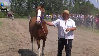 VIDEO | Zeci de cai putere au incantat privirile spectatorilor in apropierea orasului Oradea