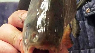 Incredibil: Mai mulți piranha au fost prinși în apele barajului Firiza din Baia Mare - FOTO