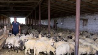 VIDEO | Subvenția la l&acirc;nă s-a dublat, dar nu ajută pe nimeni