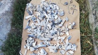 Este oficial: oasele din casa lui Gheorghe Dincă aparțin unei fete de 12-17 ani