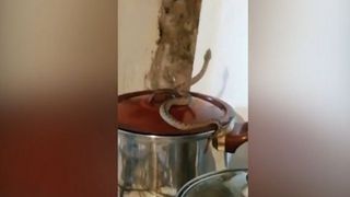 O femeie din Caraş-Severin s-a trezit cu vipera în bucătărie