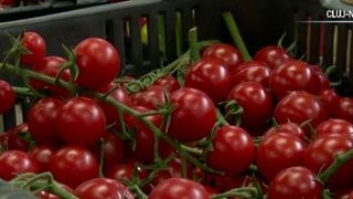 VIDEO | Roșiile, prea scumpe pentru bulion