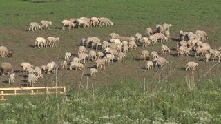 Transhumanța, bătută de scutul antirachetă! Ciobanul de la Deveselu, obligat să-și demoleze st&acirc;na, nu va primi nici un leu despăgubiri de la MApN