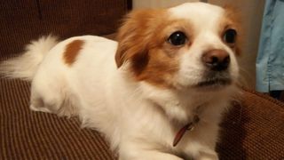 Un bărbat a murit &icirc;n holul casei aştept&acirc;nd salvarea. Echipajul medical a stat &icirc;n faţa porţii de frica unor pechinezi