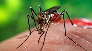Unsprezece cazuri de infecţie cu virusul West Nile, &icirc;nregistrate &icirc;n acest sezon; două persoane au murit p&acirc;nă &icirc;n prezent