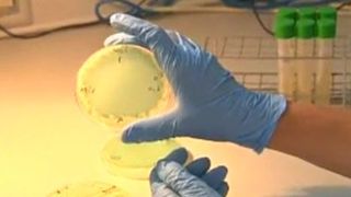 VIDEO | Avertisment pentru românii care călătoresc în Spania. Listeria face victime