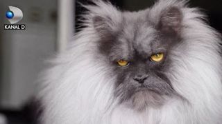 VIDEO | Juno, noul Grumpy Cat