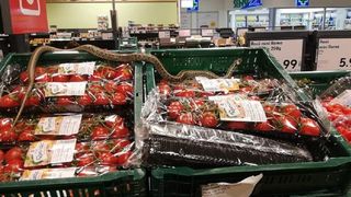 VIDEO | Un șarpe ascuns în cutiile cu fructe a semănat panică într-un supermarket din Covasna