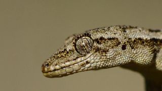 O populație reproducătoare de gecko, descoperită în mijlocul Bucureștiului