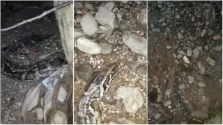 Șarpele imens din Sebeș. Parcul Arini asemănat cu „Amazonul”