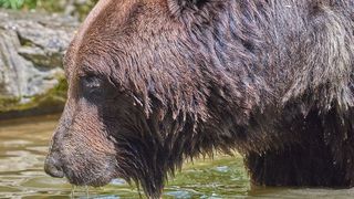 Cruzime rară! Cal folosit ca momeală pentru urși. Animalul aflat în agonie, târât și legat de un copac la marginea unei păduri