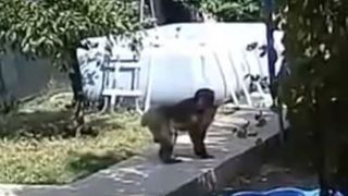 O maimuță periculoasă a ajuns &icirc;n curtea unei femei din sectorul 5 al Capitalei