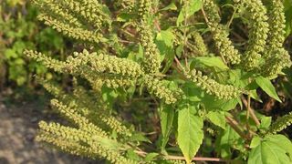 Gabriela Firea, război dur cu ambrozia. Ce anunță Primarul General al Capitalei