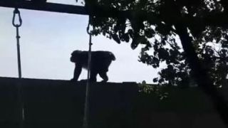 VIDEO | Operațiunea &bdquo;Maimuța&rdquo; s-a &icirc;ncheiat cu tranchilizarea animalului