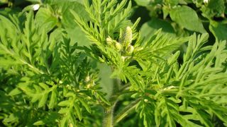 Ambrozie. Ce este, de fapt această plantă