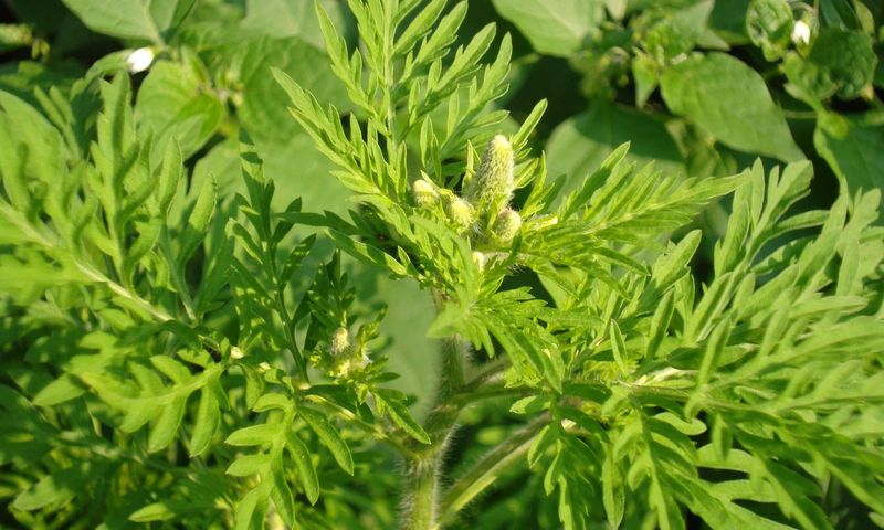 Ambrozie. Ce este, de fapt această plantă