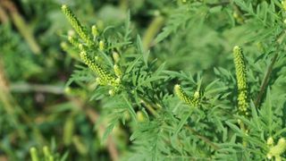 Ambrozie. Ce este, de fapt această plantă