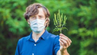 Ambrozie. Ce este, de fapt această plantă