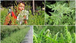 Ambrozie. Ce este, de fapt această plantă
