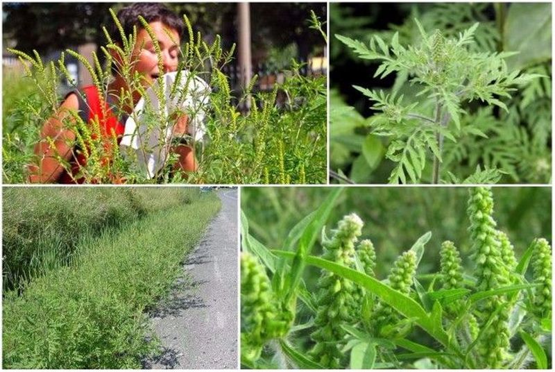 Ambrozie. Ce este, de fapt această plantă