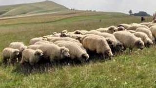 Crimă la Dolj: Tânăr de 25 de ani, angajat la o stână, prins de poliţişti după ce şi-a ucis un coleg