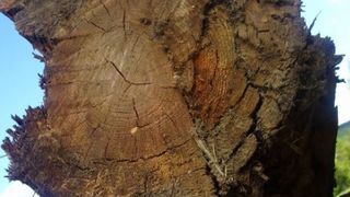 Tăietori de lemne &icirc;n Austria. Nicu și Vasile, tinerii maramureșeni au avut parte de un sf&acirc;rșit tragic