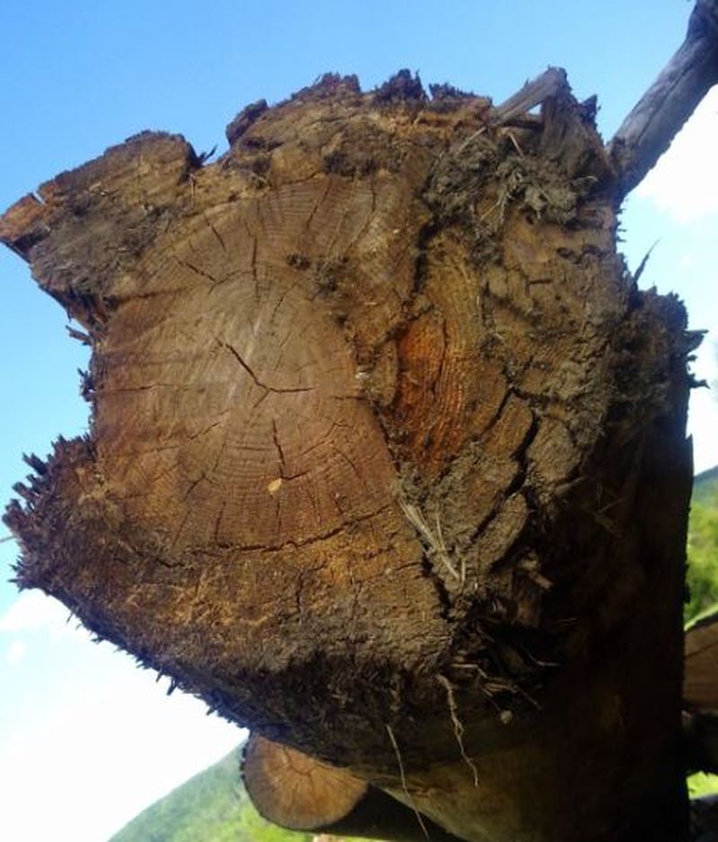 Tăietori de lemne în Austria. Nicu și Vasile, tinerii maramureșeni au avut parte de un sfârșit tragic