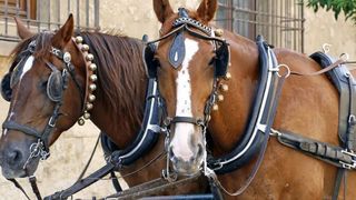 Un om de afaceri ucis &icirc;n plină stradă de patru tineri care făceau &icirc;ntrecere cu căruțele