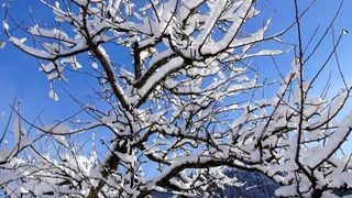 A nins! Fulgi de zăpadă &icirc;n septembrie