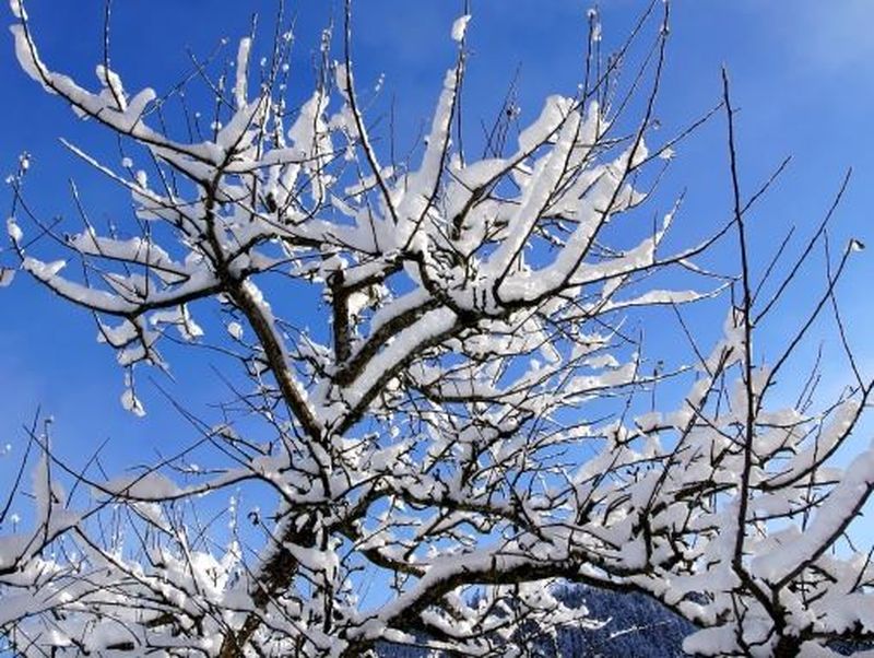 A nins! Fulgi de zăpadă în septembrie