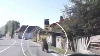 VIDEO | Imagini incredibile din Covasna. Un urs aleargă panicat pe o stradă