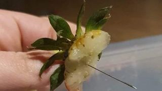  Terorism alimentar. Au reapărut căpșunile contaminate cu ace &icirc;n ele