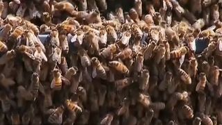 Pățania unui șofer. A găsit mașina invadată de mii de albine