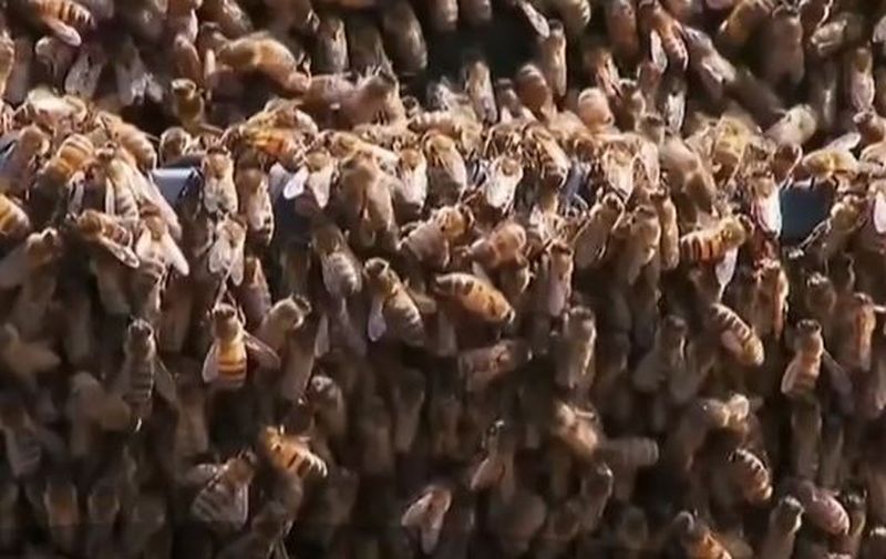 Pățania unui șofer. A găsit mașina invadată de mii de albine