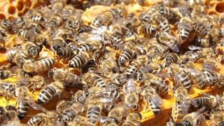 Pățania unui șofer. A găsit mașina invadată de mii de albine