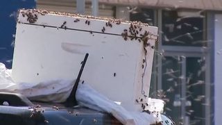 Pățania unui șofer. A găsit mașina invadată de mii de albine