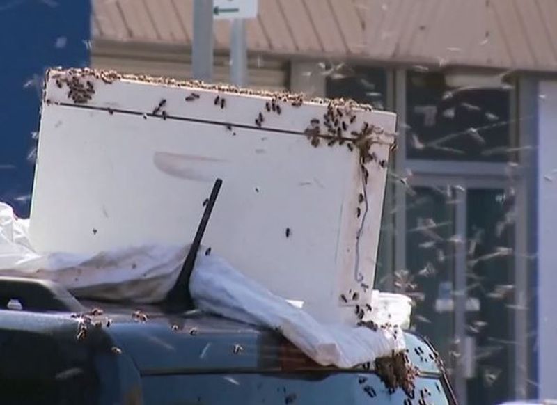 Pățania unui șofer. A găsit mașina invadată de mii de albine