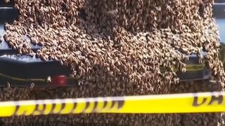 Pățania unui șofer. Și-a găsit mașina invadată de mii de albine