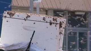 Pățania unui șofer. A găsit mașina invadată de mii de albine