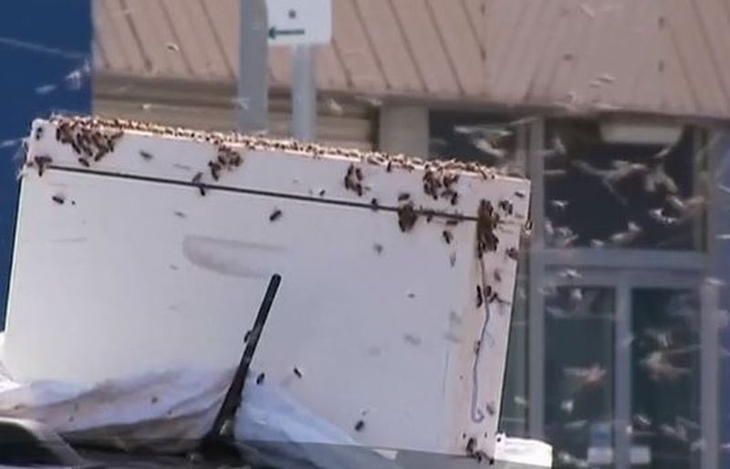 Pățania unui șofer. A găsit mașina invadată de mii de albine