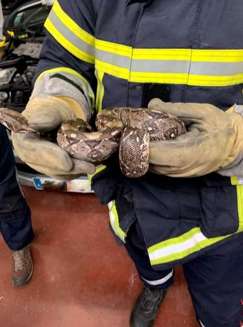 Uluitor ce a descoperit un mecanic francez sub capota mașinii. Era încolăcit pe motor