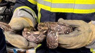 Uluitor ce a descoperit un mecanic francez sub capota mașinii. Era &icirc;ncolăcit pe motor