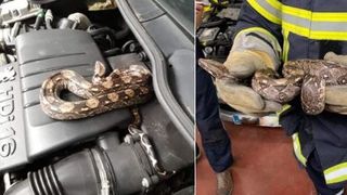 Uluitor ce a descoperit un mecanic francez sub capota mașinii. Era &icirc;ncolăcit pe motor