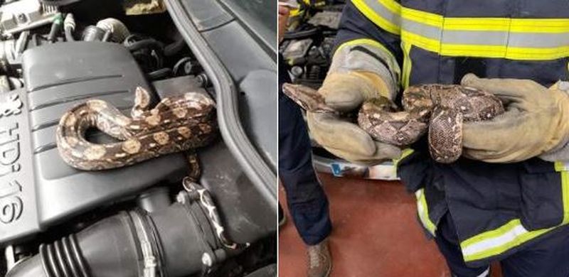 Uluitor ce a descoperit un mecanic francez sub capota mașinii. Era încolăcit pe motor