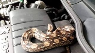 Uluitor ce a descoperit un mecanic francez sub capota mașinii. Era încolăcit pe motor