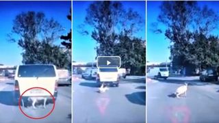 Capră evadată din portbagaj chiar &icirc;ntr-un sens giratoriu. Imagini de tot r&acirc;sul