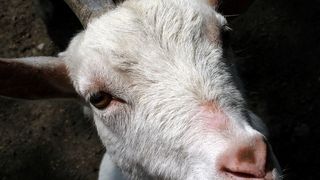 Capră evadată din portbagaj chiar &icirc;ntr-un sens giratoriu. Imagini de tot r&acirc;sul