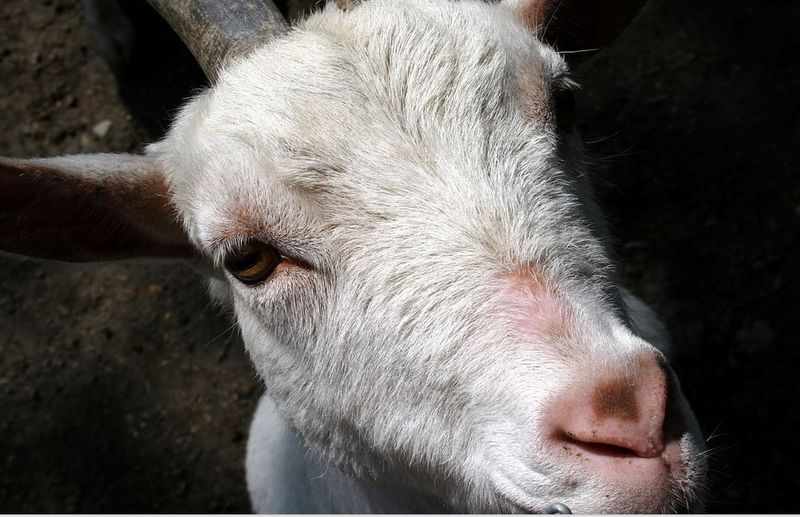 Capră evadată din portbagaj chiar într-un sens giratoriu. Imagini de tot râsul